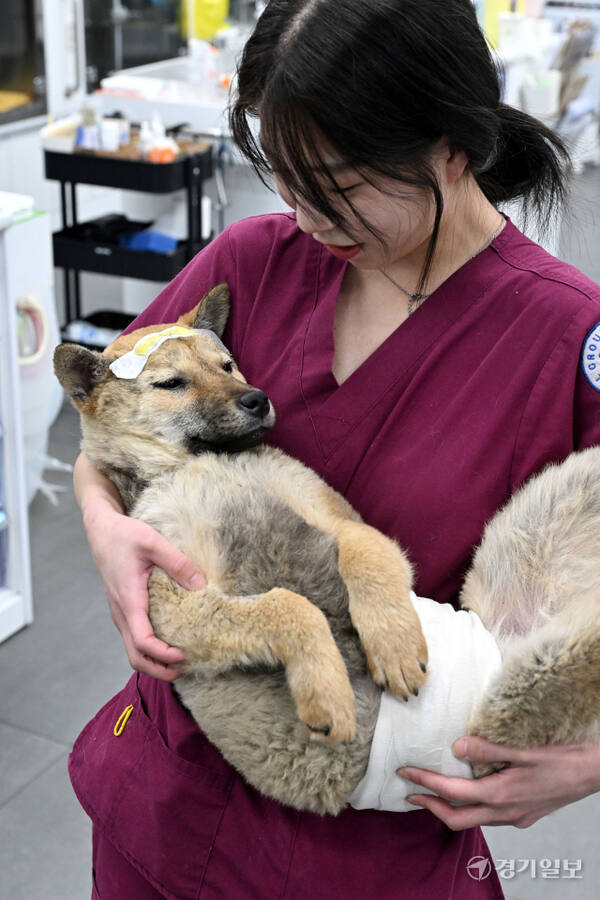 최근 영남권에서 발생한 대형 산불은 많은 인명과 재산 피해 뿐 아니라 반려동물들에게도 치유될 수 없는 큰 상처를 안겨주었다. 더욱 안타까운 사실은 부상을 당한 반려동물 중 상당수가 주인에게까지 버림받거나 치료 후에도 돌아갈 곳이 없다는 사실이다. 현재 부상당한 동물들은 동물보호단체 등의 도움으로 피해지역 동물병원에서, 일부 중증 환자들은 경기도 등으로 이송돼 치료를 받고 있다. 사진은 8일 경북 안동에서 화상 등을 입은 채 구사일생 구조된 반려동물 가운데 중증 환자 수십여 마리가 경기도수의사회 소속 동물병원에서 치료를 받고 있는 모습. 김시범기자