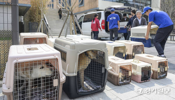 경기도는 경북 산불피해 지역에서 구조된 구조견 60여 마리를 ‘반려마루 여주’로 이송, 임시 보호한다고 밝혔다. 10일 오후 수도권 동물병원에서 화상 등의 치료를 마친 구조견들이 반려마루 여주로 옮겨지고 있다. 김시범기자