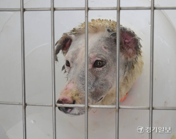 경기도는 경북 산불피해 지역에서 구조된 구조견 60여 마리를 ‘반려마루 여주’로 이송, 임시 보호한다고 밝혔다. 10일 오후 반려마루 여주로 옮겨진 구조견들. 김시범기자
