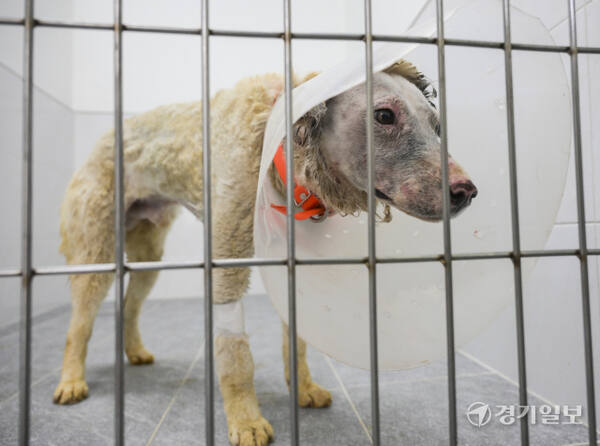 경기도는 경북 산불피해 지역에서 구조된 구조견 60여 마리를 ‘반려마루 여주’로 이송, 임시 보호한다고 밝혔다. 10일 오후 반려마루 여주로 옮겨진 구조견들. 김시범기자