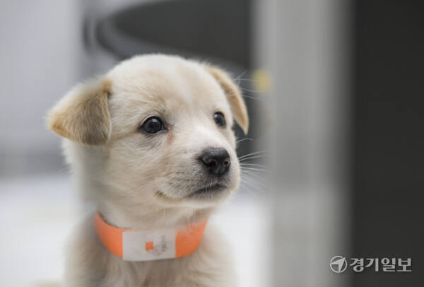 경기도는 경북 산불피해 지역에서 구조된 구조견 60여 마리를 ‘반려마루 여주’로 이송, 임시 보호한다고 밝혔다. 10일 오후 반려마루 여주로 옮겨진 구조견들. 김시범기자