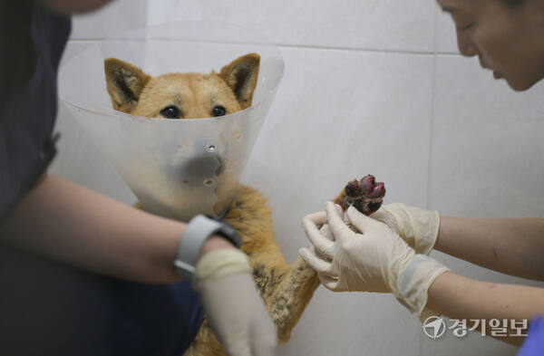 경기도는 경북 산불피해 지역에서 구조된 구조견 60여 마리를 ‘반려마루 여주’로 이송, 임시 보호한다고 밝혔다. 10일 오후 반려마루 여주로 옮겨진 구조견이 치료받고 있다. 김시범기자