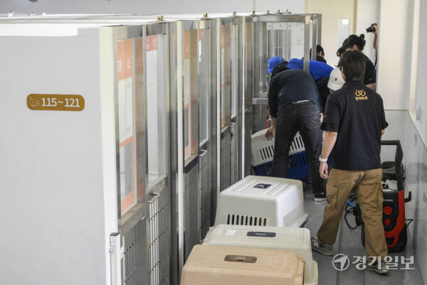 경기도는 경북 산불피해 지역에서 긴급 구조돼 도내 동물병원에서 치료 중인 구조견 60여 마리를 반려마루 여주로 이송, 보호한다고 밝혔다. 10일 오후 반려마루로 구조견들이 임시위탁보호를 위해 옮겨지고 있다. 김시범기자