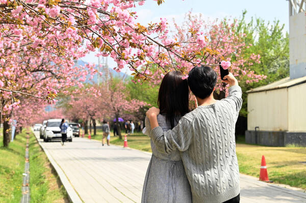겹벚꽃이 활짝핀 하남 미사경정공원에서 젊은이들이 기념촬영을 하고 있다. 하남시 제공