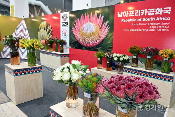 2025 고양국제꽃박람회 개막을 하루 앞둔 24일 고양특례시 일산호수공원 행사장 안팎에 다양한 꽃들이 전시돼 있다. 25개국 200여 개 기관·단체가 참여하는 고양국제꽃박람회는 ‘꽃, 상상 그리고 향기’를 주제로 다음 달 11일까지 열린다. 김시범기자