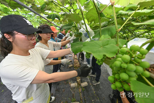 수원도시공사(사장 허정문) 나눠드림봉사단 단원들이 2일 오전 수원특례시 권선구 입북동 한 포도농가에서 포도 밀봉 봉사활동을 펼치고 있다. 공사는 지역 내 도농 상생과 지역경제 활성화를 위해 올해부터 ‘농가 일손돕기 사업’을 추진하고 있다. 김시범기자