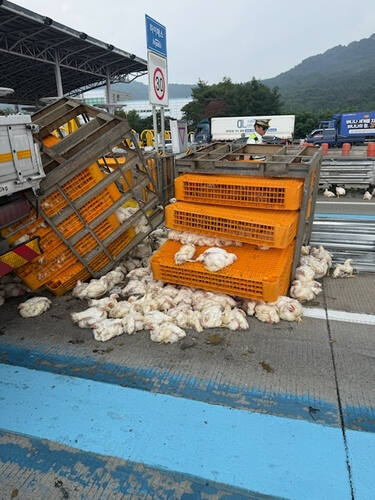 졸음운전 화물차, 경계석 충돌...닭들이 '와르르'