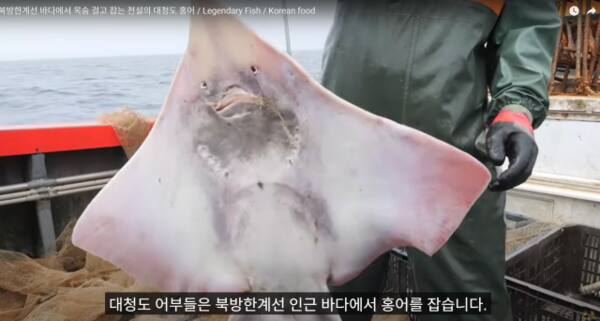 인천시 ‘북방한계선 바다에서 목숨 걸고 잡은 전설의 대청도 홍어’ 유튜브 갈무리.