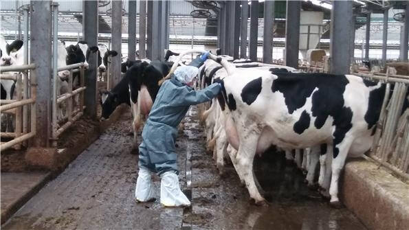 한 농가에서 젖소의 결핵병 감염 여부를 검진하고 있다. 경기도 제공