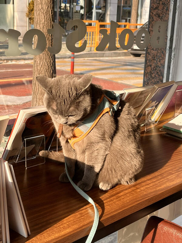 '구월서가'에 비정기적으로 출근하는 '구월이'. 서점제공