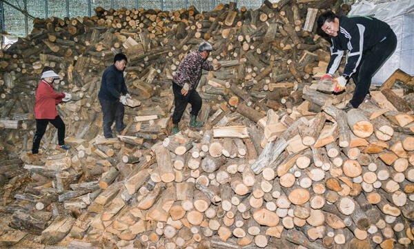 "바쁘다 바빠" 입동 D-1 분주한 장작 공장 [포토뉴스]