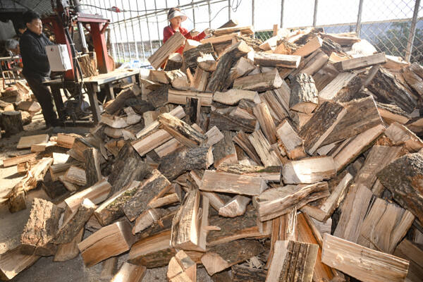 "바쁘다 바빠" 입동 D-1 분주한 장작 공장 [포토뉴스]