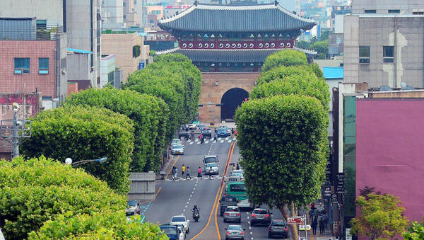 수원특례시 팔달구 행궁동 정조로의 사각형 가지치기 된 양버즘나무 가로수들. 경기일보DB