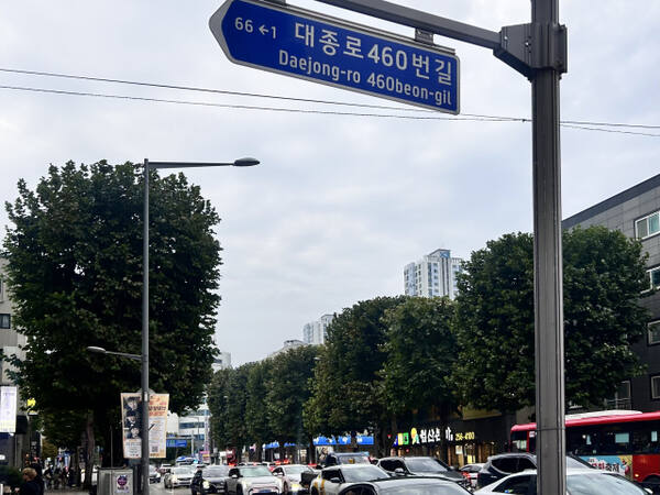 대전광역시 중구 대종로에 일렬로 늘어선 정육면체 모양 가로수들. 이예원 인턴기자