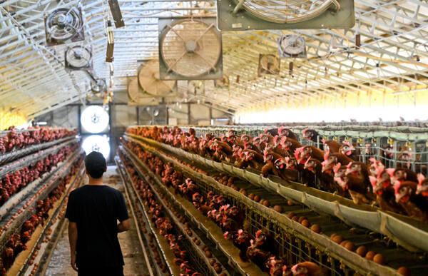 기사의 이해를 돕기 위한 자료 이미지로 직접적 연관은 없습니다. 사진은 경기도내 산란계 농장. 경기일보DB