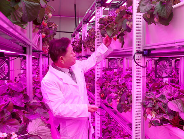 최근 광명시 광명동굴 근처 옛 업사이클아트센터에서 열린 ‘광명동굴 딸기 스마트팜’ 개소식에서 박승원 시장이 스마트팜 재배시설을 둘러 보고 있다. 광명시 제공