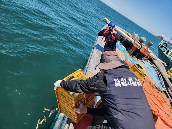 인천시 특사경이 불법 어획물을 방류하고 있다. 인천시 제공