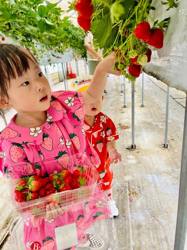 광주시가 진행 중인 지역 대표 농특산물 ‘수수락딸기’ 체험프로그램에 참여한 어린이가 딸기를 따고 있다. 광주시 제공