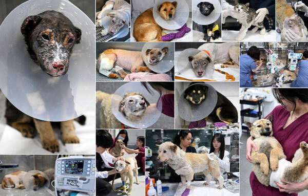 김시범기자의 ‘화마 속에서 구조된 반려동물들…이들은 주인에게도 버림받았다’.