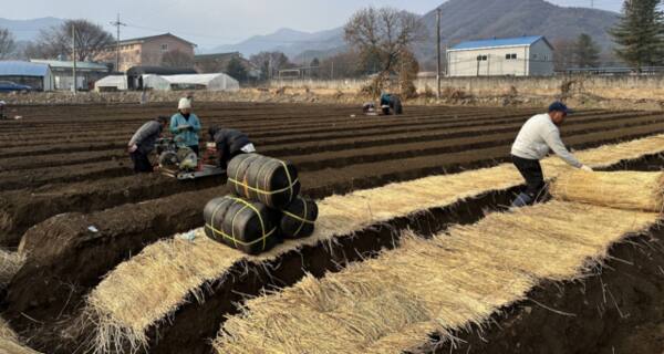포천시 신품종 ‘금선’ 시범재배 현장. 포천시 제공