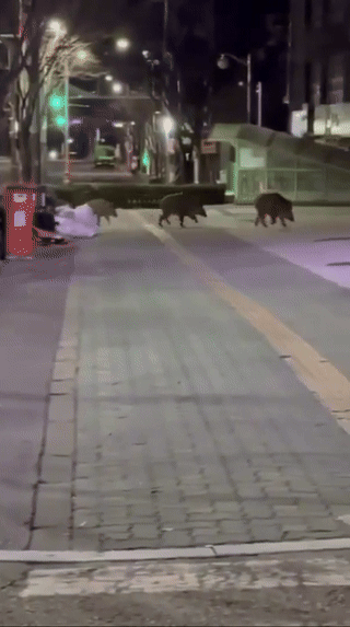 _talkv_wy5gO0rOW5_1TrRsohYxvsOy1Kkukiz20_talkv_high-ezgif.com-video-to-gif-converter