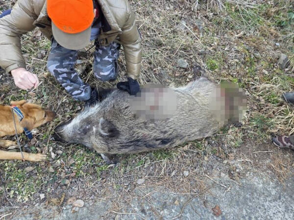 인천 소청도서 사살한 멧돼지. 인천 옹진군 제공