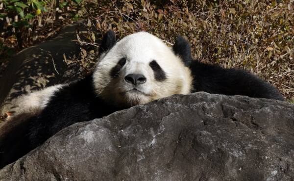 도쿄 우에노동물원 판다 '샤오샤오'. 연합뉴스