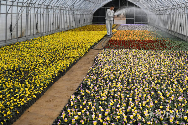 5일 오전 화성특례시 매송면 영월농원 비닐하우스에서 농부가 출하를 앞둔 다양한 색상의 비올라 꽃을 돌보고 있다. 농장주 유씨는 “재료비와 인건비, 연료비 등은 모두 올랐는데 꽃 판매량만 반토막”이라며 화훼농가의 어려움을 호소했다. 김시범기자
