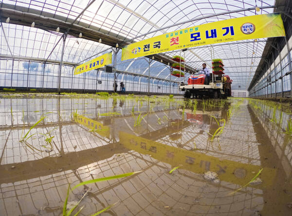 전국 첫 모내기는 '이천' [포토뉴스]