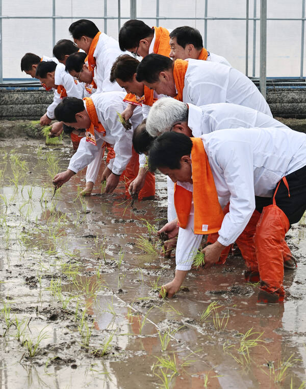 전국 첫 모내기는 '이천' [포토뉴스]