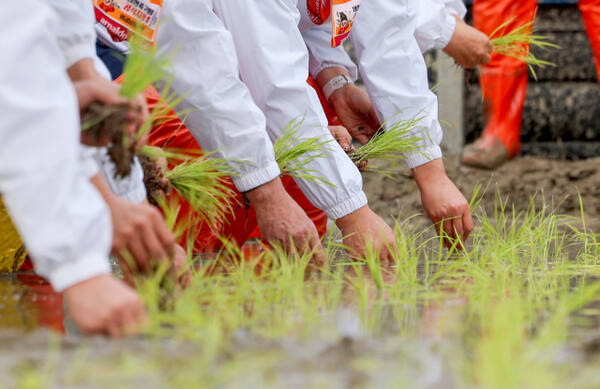 전국 첫 모내기는 '이천' [포토뉴스]