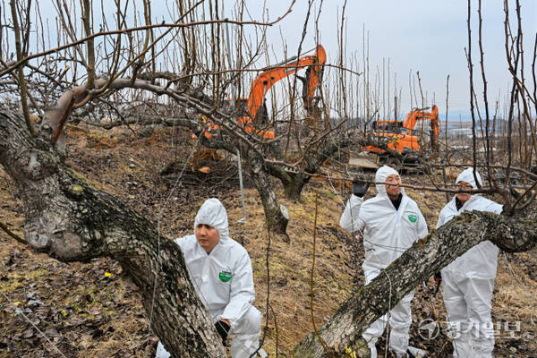 경기도가 과수화상병 예방을 위해 2~4월을 ‘과수화상병 집중 예방 기간’으로 정하고 방역을 강화하고 있다. 10일 경기도농업기술원과 안성시농업기술센터 관계자들이 지역 배 과수원에서 과수화상병 예찰 및 감염목 매몰작업을 관리·감독하고 있다. 과수화상병은 배·사과나무 등에 생기는 세균병으로, 감염되면 불에 탄 듯 잎·가지·꽃·열매가 검게 변해 고사한다. 김시범기자
