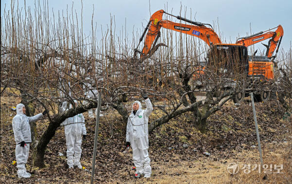 경기도가 과수화상병 예방을 위해 2~4월을 ‘과수화상병 집중 예방 기간’으로 정하고 방역을 강화하고 있다. 10일 경기도농업기술원과 안성시농업기술센터 관계자들이 지역 배 과수원에서 과수화상병 예찰 및 감염목 매몰작업을 관리·감독하고 있다. 과수화상병은 배·사과나무 등에 생기는 세균병으로, 감염되면 불에 탄 듯 잎·가지·꽃·열매가 검게 변해 고사한다. 김시범기자