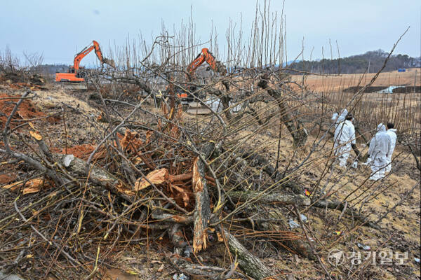 경기도가 과수화상병 예방을 위해 2~4월을 ‘과수화상병 집중 예방 기간’으로 정하고 방역을 강화하고 있다. 10일 경기도농업기술원과 안성시농업기술센터 관계자들이 지역 배 과수원에서 과수화상병 예찰 및 감염목 매몰작업을 관리·감독하고 있다. 과수화상병은 배·사과나무 등에 생기는 세균병으로, 감염되면 불에 탄 듯 잎·가지·꽃·열매가 검게 변해 고사한다. 김시범기자