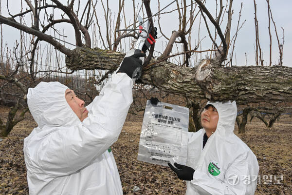 경기도가 과수화상병 예방을 위해 2~4월을 ‘과수화상병 집중 예방 기간’으로 정하고 방역을 강화하고 있다. 10일 경기도농업기술원과 안성시농업기술센터 관계자들이 지역 배 과수원에서 예찰 활동을 하고 있다. 과수화상병은 배·사과나무 등에 생기는 세균병으로, 감염되면 불에 탄 듯 잎·가지·꽃·열매가 검게 변해 고사한다. 김시범기자