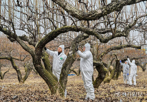 경기도가 과수화상병 예방을 위해 2~4월을 ‘과수화상병 집중 예방 기간’으로 정하고 방역을 강화하고 있다. 10일 경기도농업기술원과 안성시농업기술센터 관계자들이 지역 배 과수원에서 예찰 활동을 하고 있다. 과수화상병은 배·사과나무 등에 생기는 세균병으로, 감염되면 불에 탄 듯 잎·가지·꽃·열매가 검게 변해 고사한다. 김시범기자