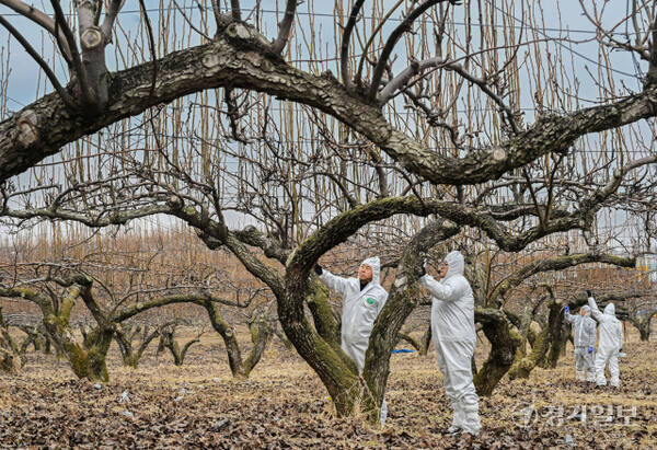 경기도가 과수화상병 예방을 위해 2~4월을 ‘과수화상병 집중 예방 기간’으로 정하고 방역을 강화하고 있다. 10일 경기도농업기술원과 안성시농업기술센터 관계자들이 지역 배 과수원에서 예찰 활동을 하고 있다. 과수화상병은 배·사과나무 등에 생기는 세균병으로, 감염되면 불에 탄 듯 잎·가지·꽃·열매가 검게 변해 고사한다. 김시범기자