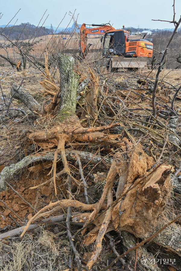 경기도가 과수화상병 예방을 위해 2~4월을 ‘과수화상병 집중 예방 기간’으로 정하고 방역을 강화하고 있다. 10일 안성시내 한 배 과수원에서 중장비들이 과수화상병 감염목 매몰작업을 하고 있다. 과수화상병은 배·사과나무 등에 생기는 세균병으로, 감염되면 불에 탄 듯 잎·가지·꽃·열매가 검게 변해 고사한다. 김시범기자