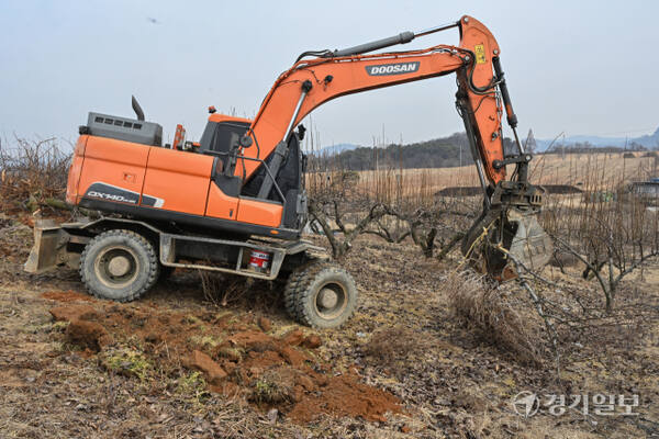 경기도가 과수화상병 예방을 위해 2~4월을 ‘과수화상병 집중 예방 기간’으로 정하고 방역을 강화하고 있다. 10일 안성시내 한 배 과수원에서 중장비들이 과수화상병 감염목 매몰작업을 하고 있다. 과수화상병은 배·사과나무 등에 생기는 세균병으로, 감염되면 불에 탄 듯 잎·가지·꽃·열매가 검게 변해 고사한다. 김시범기자