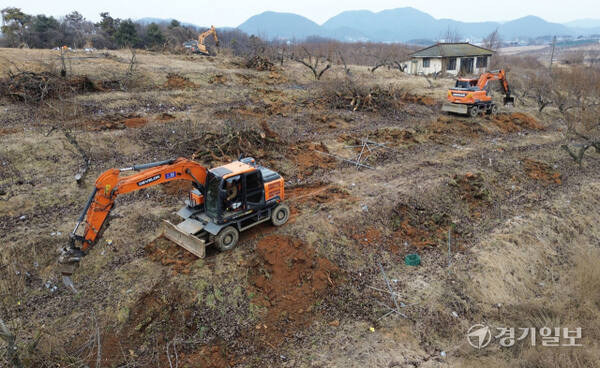 경기도가 과수화상병 예방을 위해 2~4월을 ‘과수화상병 집중 예방 기간’으로 정하고 방역을 강화하고 있다. 10일 안성시내 한 배 과수원에서 중장비들이 과수화상병 감염목 매몰작업을 하고 있다. 과수화상병은 배·사과나무 등에 생기는 세균병으로, 감염되면 불에 탄 듯 잎·가지·꽃·열매가 검게 변해 고사한다. 김시범기자