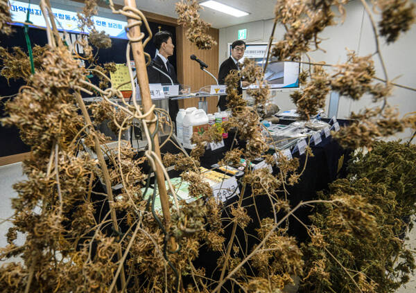 마약범죄 정부합동수사본부가 상가, 빌라 등 주거밀집지역에 전문 대마 재배시설을 갖추고 대량의 대마를 재배해 유통한 일당을 적발해 재판에 넘겼다. 신준호 합수본 제1부본부장이 12일 수원지검 브리핑실에서 기자회견을 열고 마약류관리에관한법률위반(대마) 등 혐의로 대마재배 사범 4명을 구속기소했다고 밝히고 있다.조주현기자