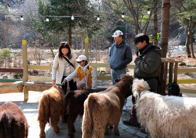 포천 마이애니멀스토리in평강랜드. 경기관광공사 제공