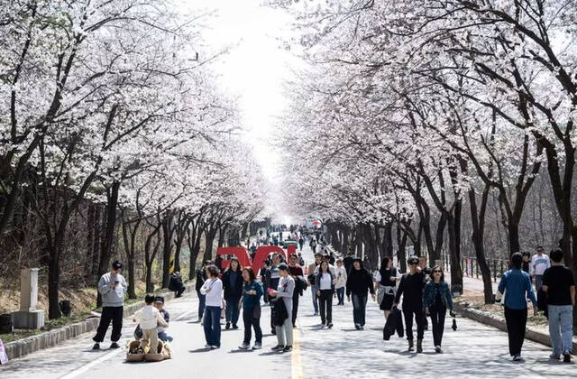 지난해 열린 여주 흥천 남한강 벚꽃축제 현장 모습. 여주시청 홈페이지 캡처