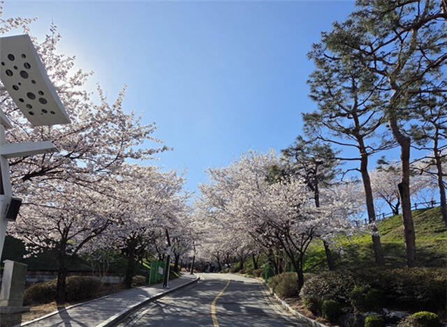 이천농업테마공원에 벚꽃이 활짝 피어 있다. 이천시시설관리공단 제공