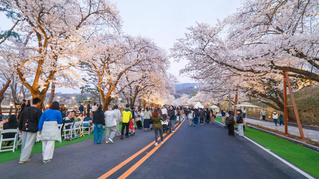 벚꽃 축제가 열리는 매년 4월마다 많은 사람들이 찾는 서울대공원 산책길. 과천시 제공