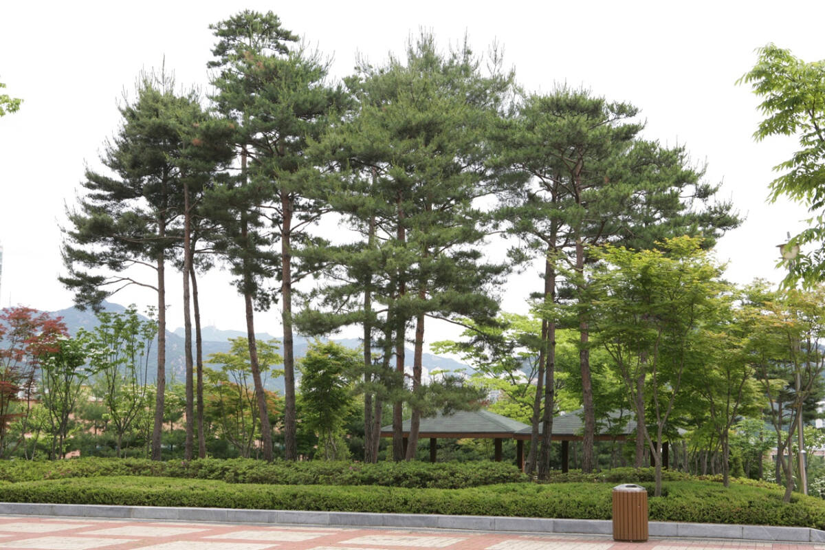 안양시, 소나무류 무단 이동 특별 단속