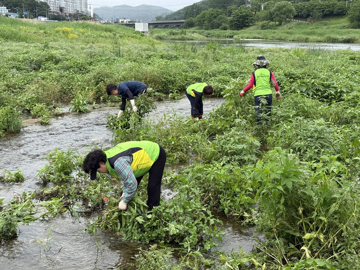 광주시지속가능발전협의회 기후변화분과위원회는 최근 청석공원 일대에서 생태교란종 제거 및 생태 관찰 활동을 실시했다. 광주시 제공