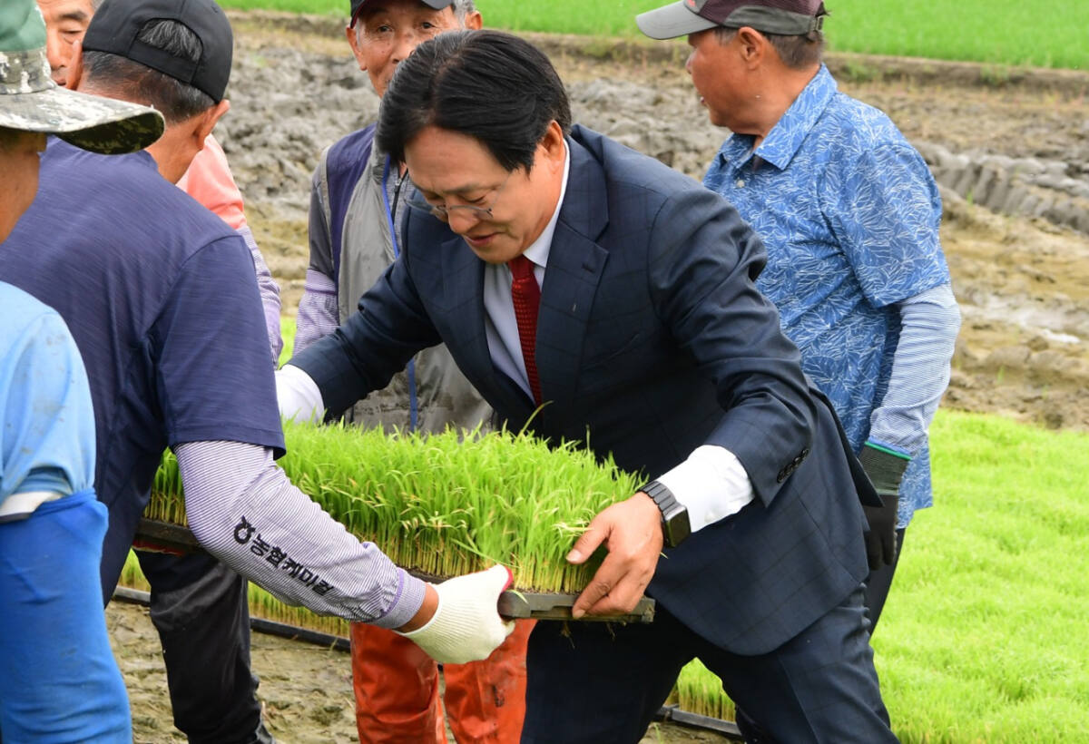 박용철 강화군수가 예비모 공급현장을 찾아 일손을 돕고 있다. 강화군 제공