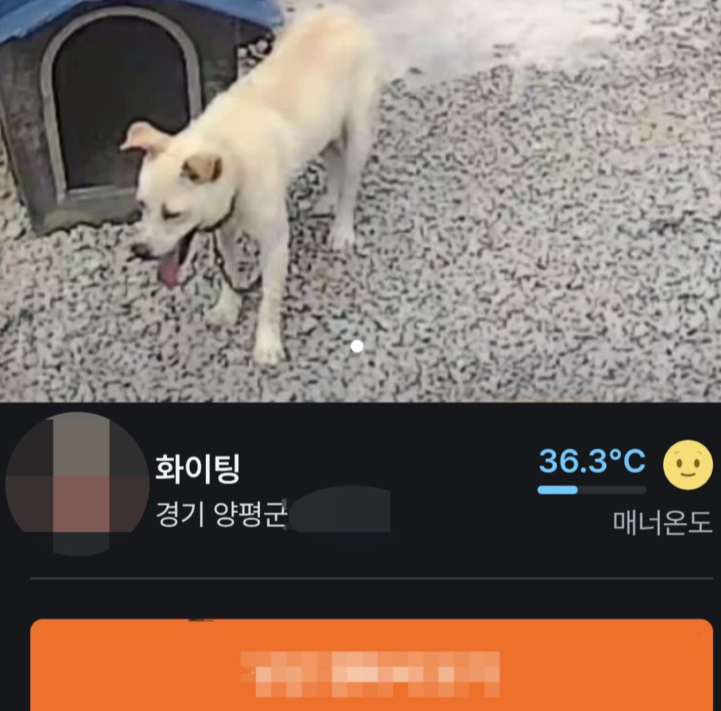 폭염 속 백구 사진 얹고 "필요하면 가져가라" 무료분양 분통