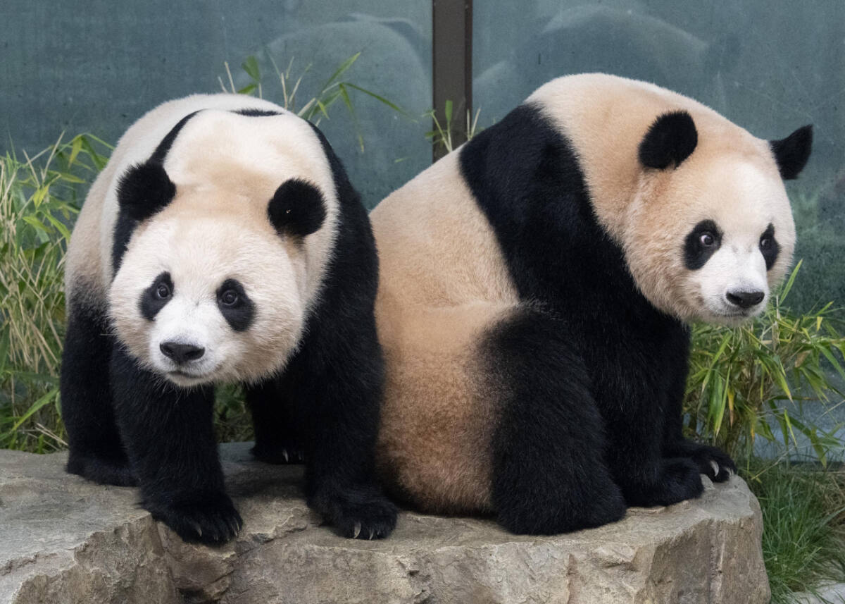 Everland’s twin pandas will move to China in December